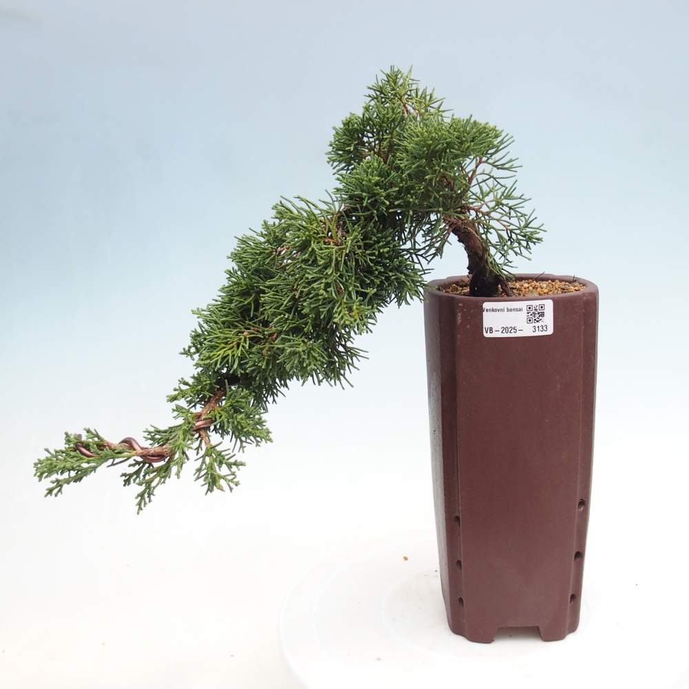 Bonsai zewnętrzne - Juniperus chinensis Kishu - Jałowiec chiński