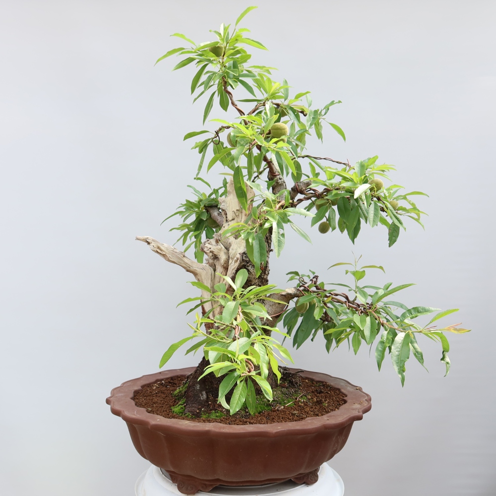 Bonsai ogrodowe – Prunus dulcis – Migdałowiec pospolity