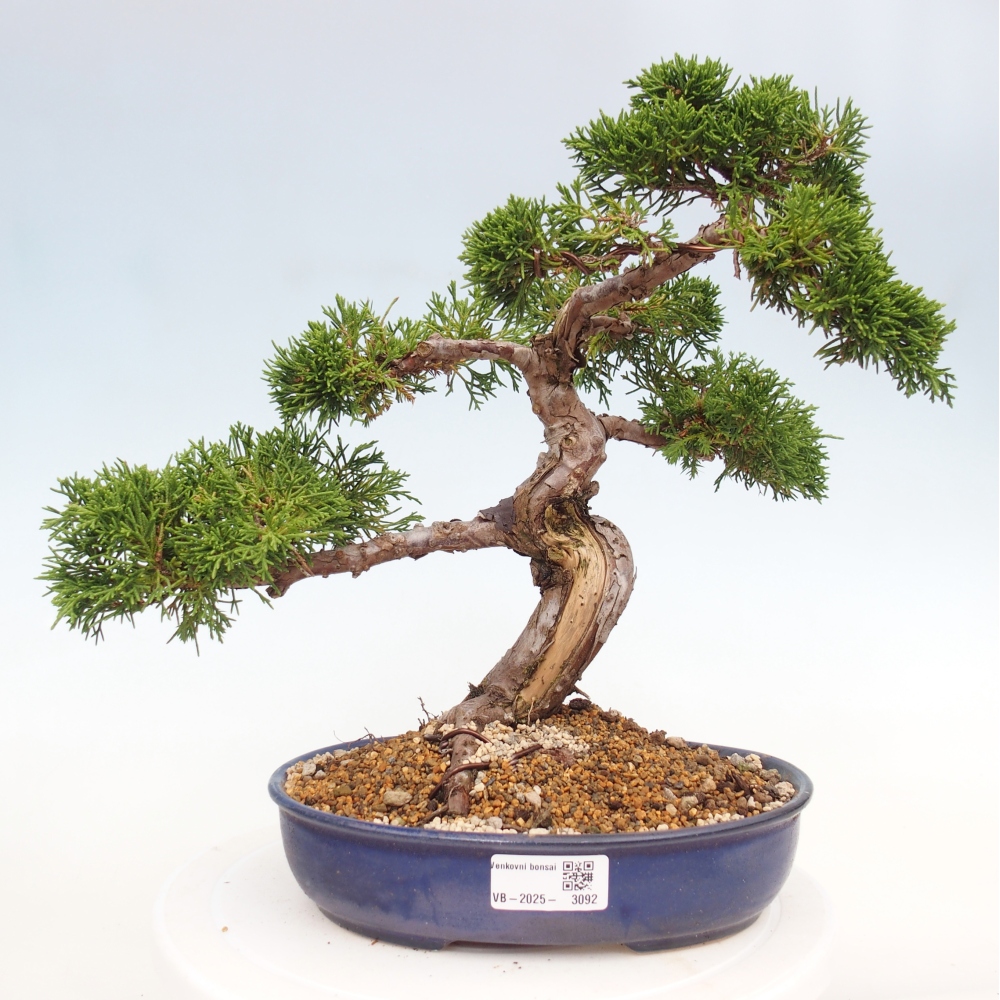 Outdoor bonsai - Juniperus chinensis Itoigawa - Jałowiec chiński