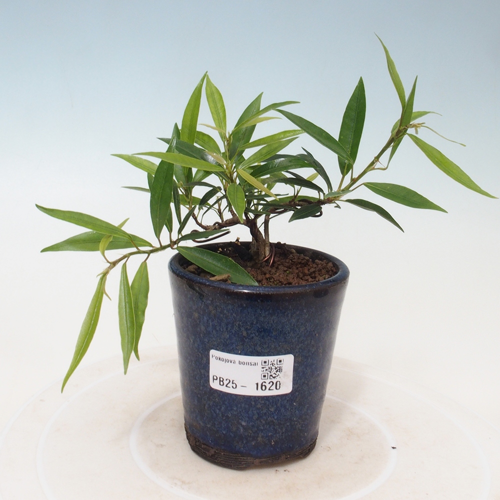 Bonsai wewnętrzne - Ficus nerifolia - figowiec drobnolistny
