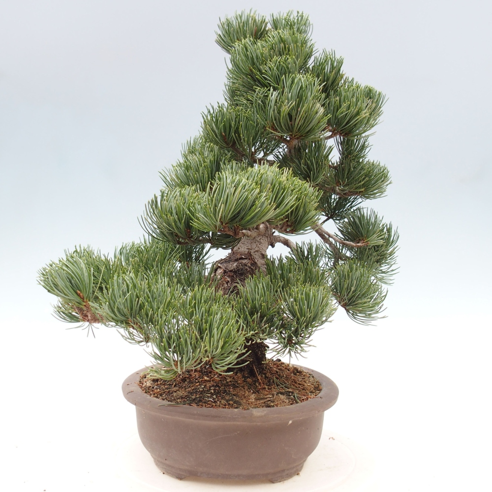 Outdoor bonsai - Pinus parviflora - Mała sosna