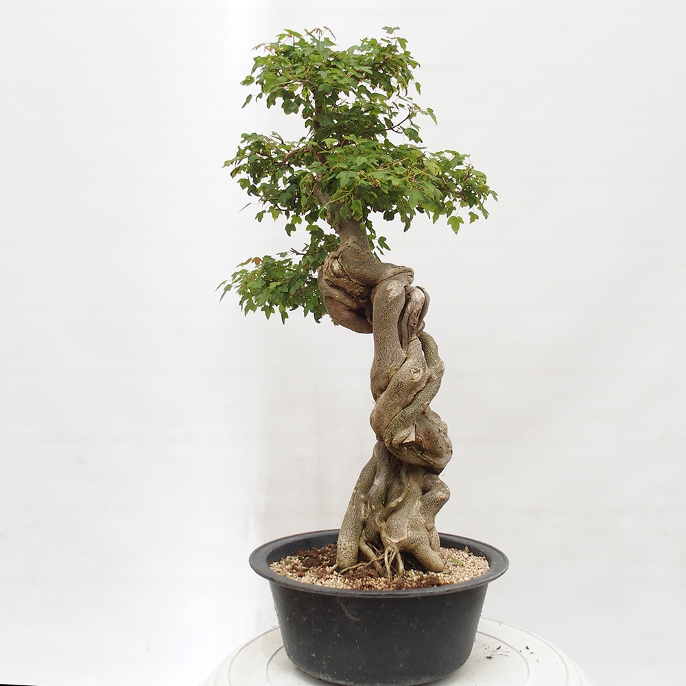 Outdoor bonsai - Maple Buergerianum - Burger Maple