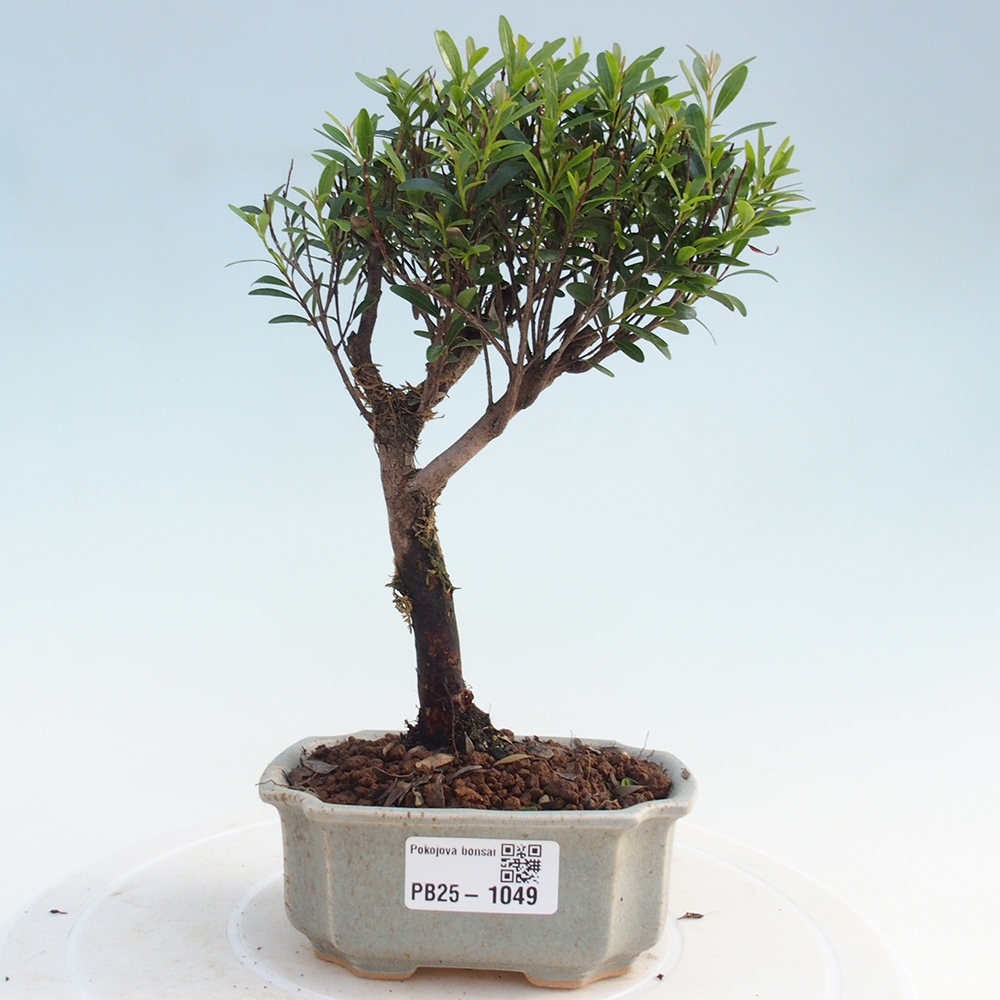 Pokój bonsai - Syzygium - Pimentovník