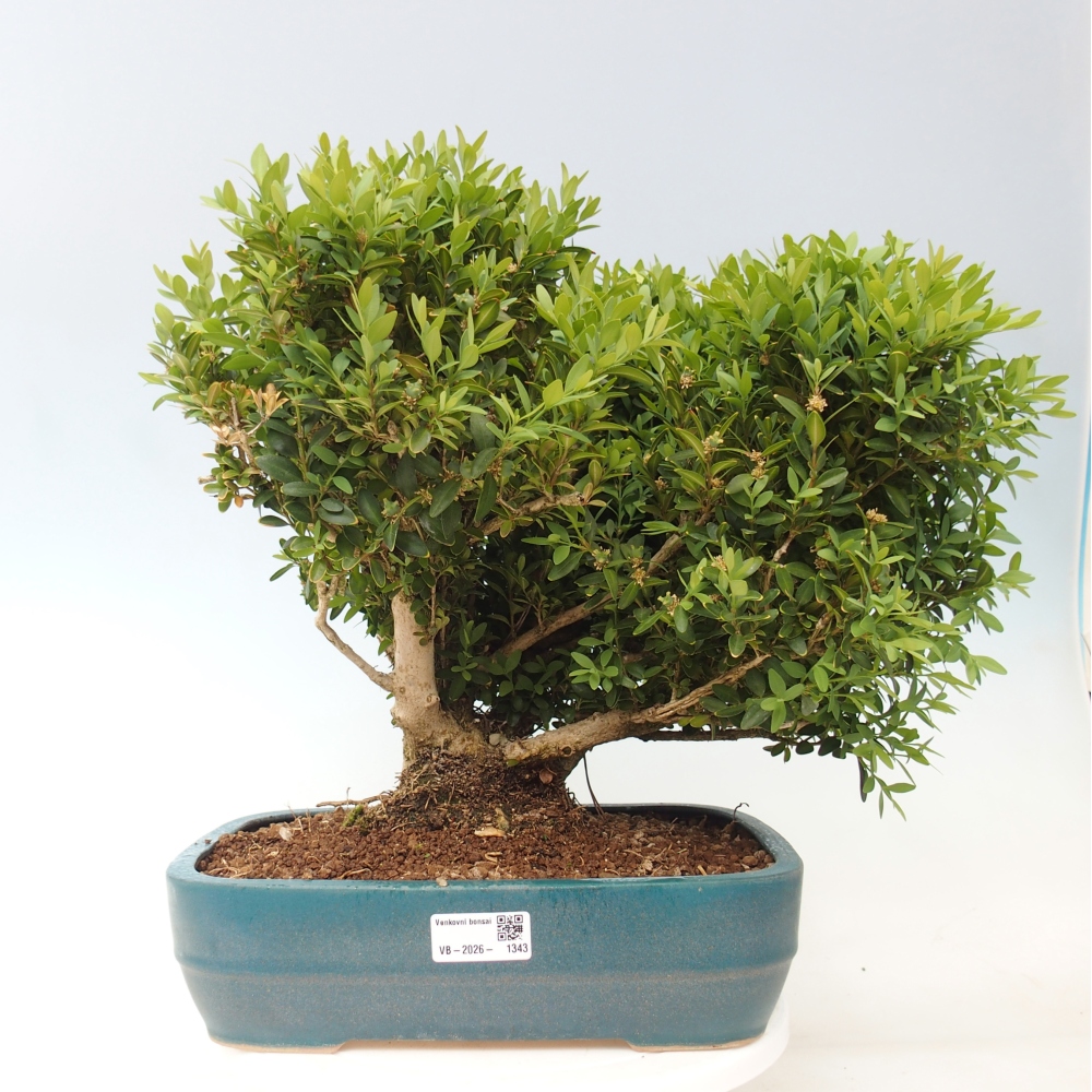 Bonsai zewnętrzne - Buxus sempervirens - bukszpan