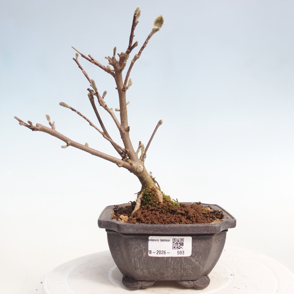 Bonsai na zewnątrz - Magnolia stellata