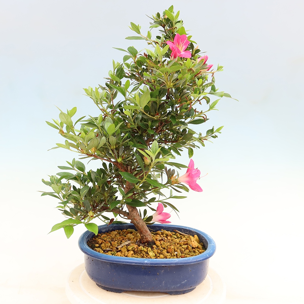Outdoor bonsai - Azalia japońska - Azalia Yoko