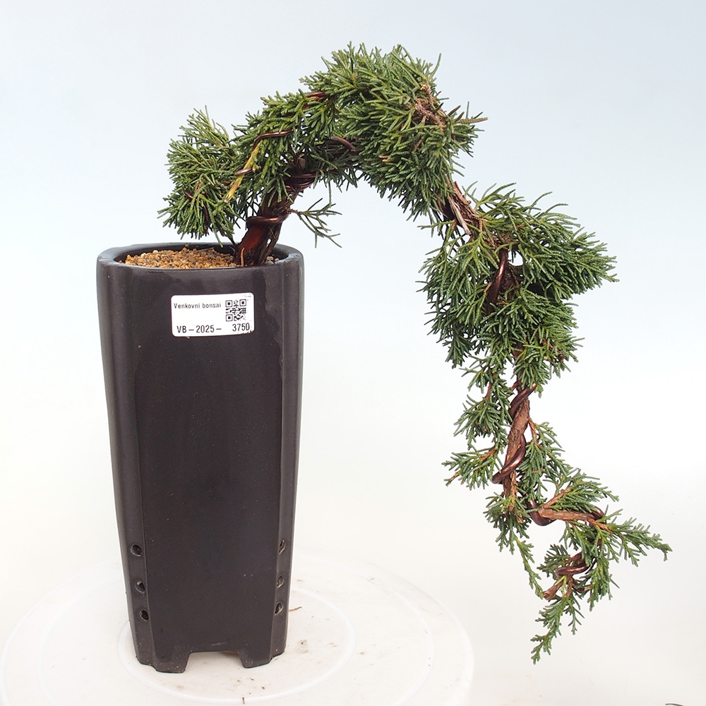 Outdoor bonsai - Juniperus chinensis Kishu