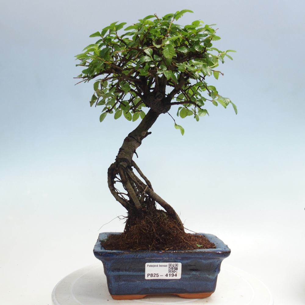 Pokój bonsai - Ulmus parvifolia - Wiąz drobnolistny