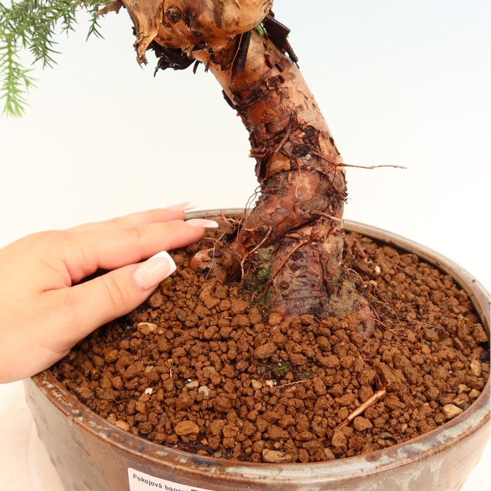 Bonsai domowe – araukaria – domowa sosenka