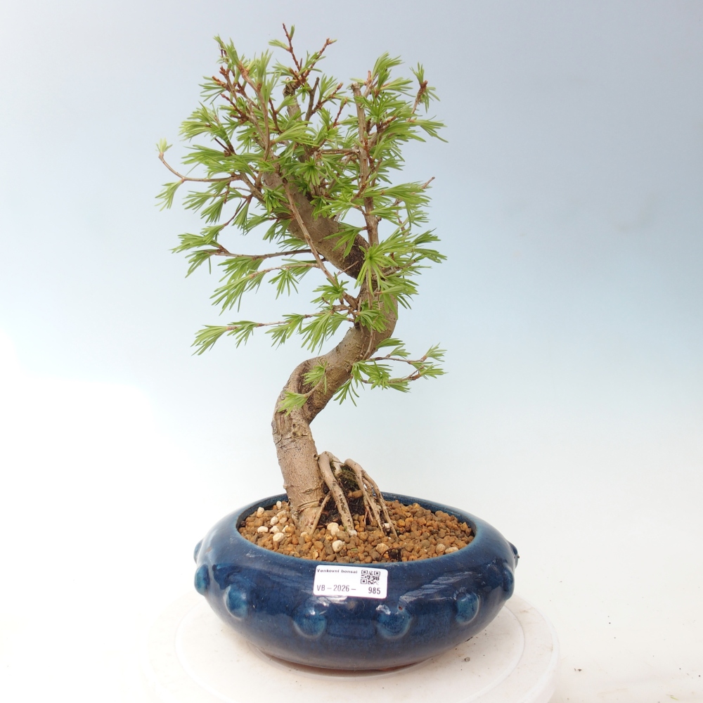 Bonsai zewnętrzne - Pseudolarix amabis-Pseudolarix amabis