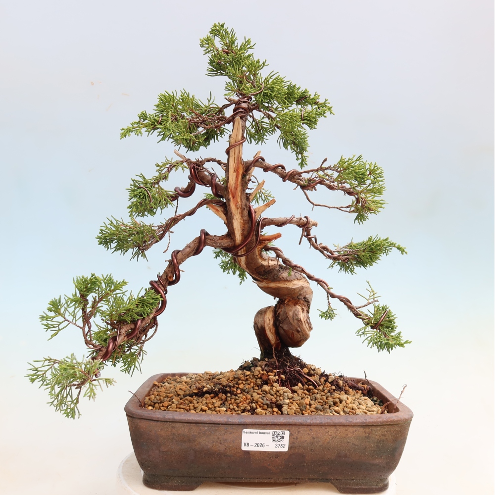 Bonsai ogrodowe – Juniperus chinensis Itoigawa – jałowiec chiński