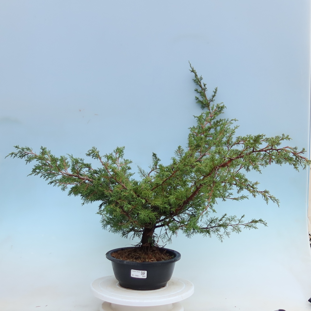 Bonsai ogrodowe – Juniperus chinensis Itoigawa – jałowiec chiński