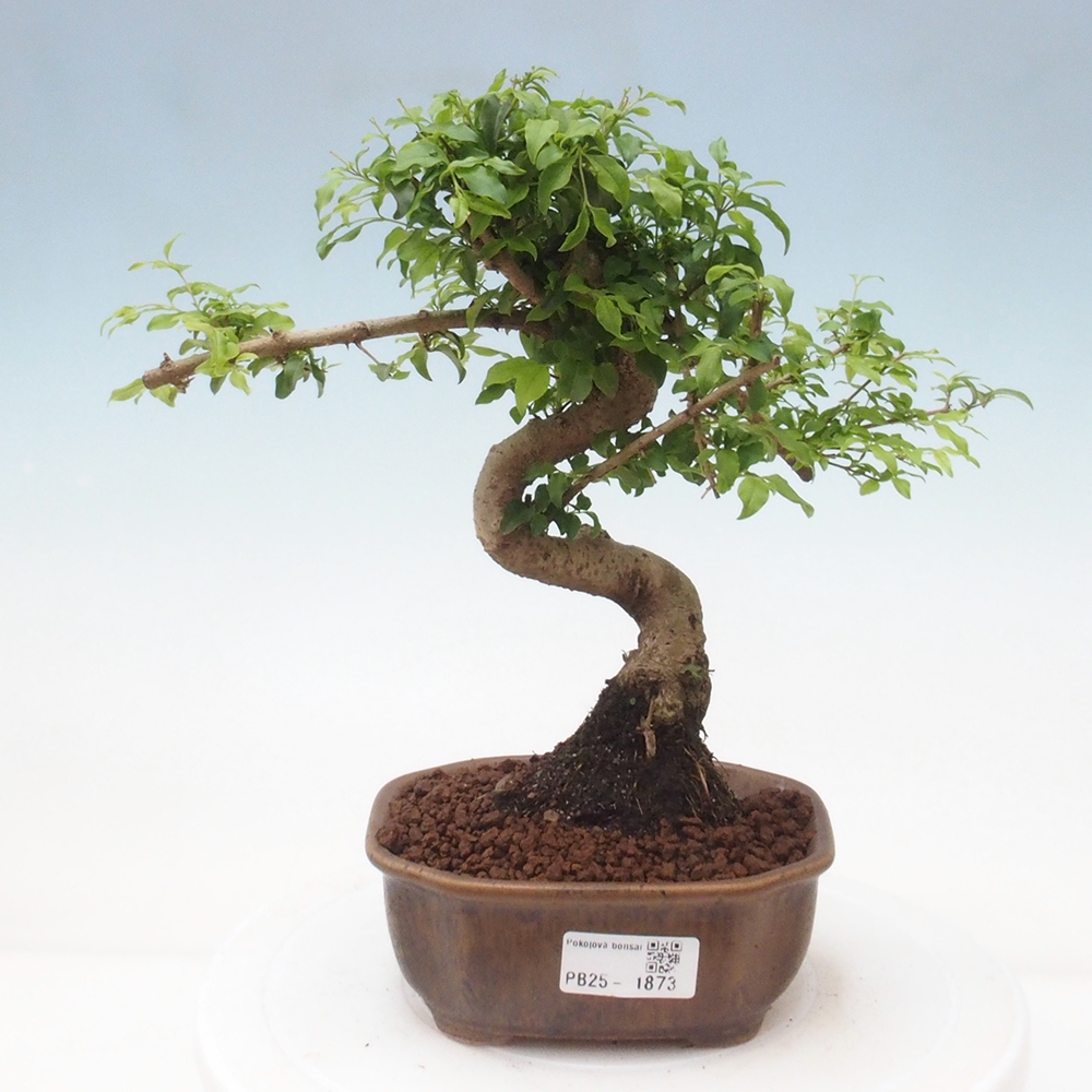 Indoor bonsai -Ligustrum chinensis - dziób ptaka