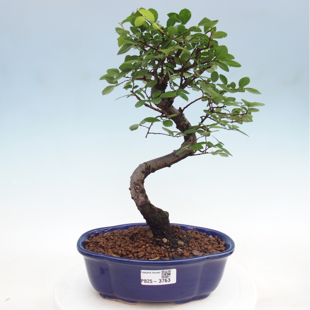 Pokój bonsai - Ulmus parvifolia - Wiąz drobnolistny