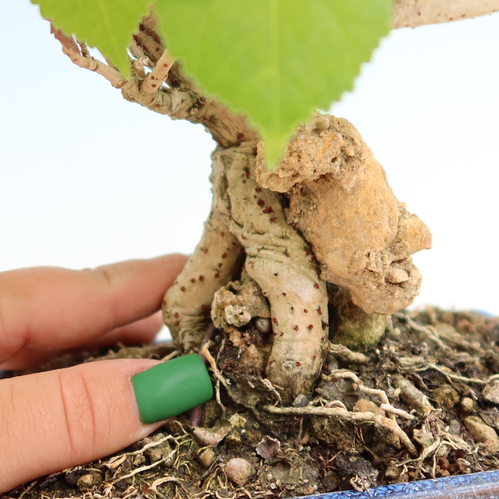 Bonsai domowe - Hibiscus tiliaceus - Hibiskus morski