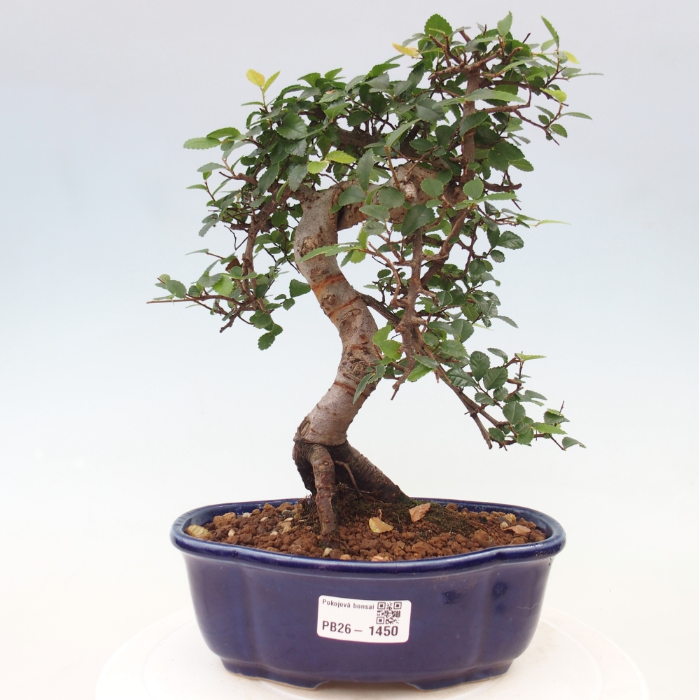 Pokój bonsai - Ulmus parvifolia - Wiąz drobnolistny