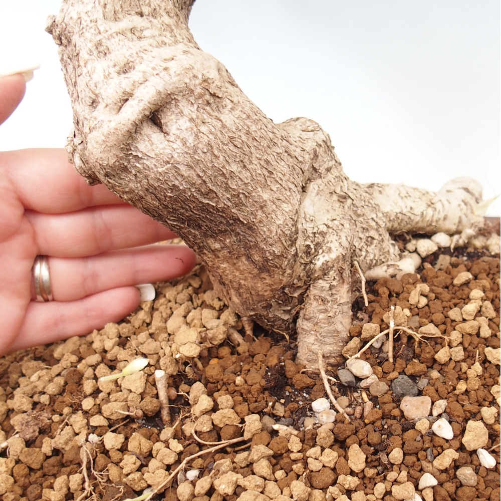 Bonsai zewnętrzne - Vistaria - Wisteria
