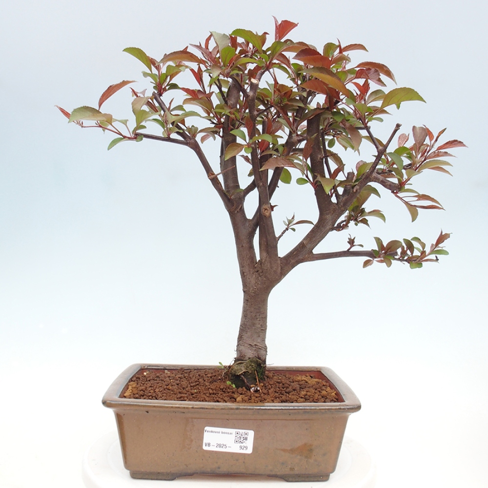 Bonsai zewnętrzne - Malus domowy - Jabłoń czerwonolistna o drobnych owocach