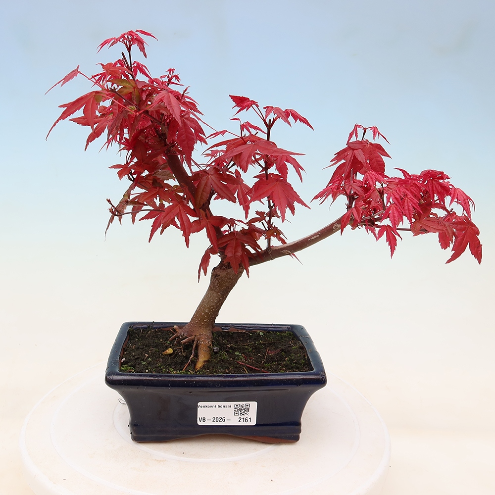 Outdoor bonsai - Acer palmatum DESHOJO