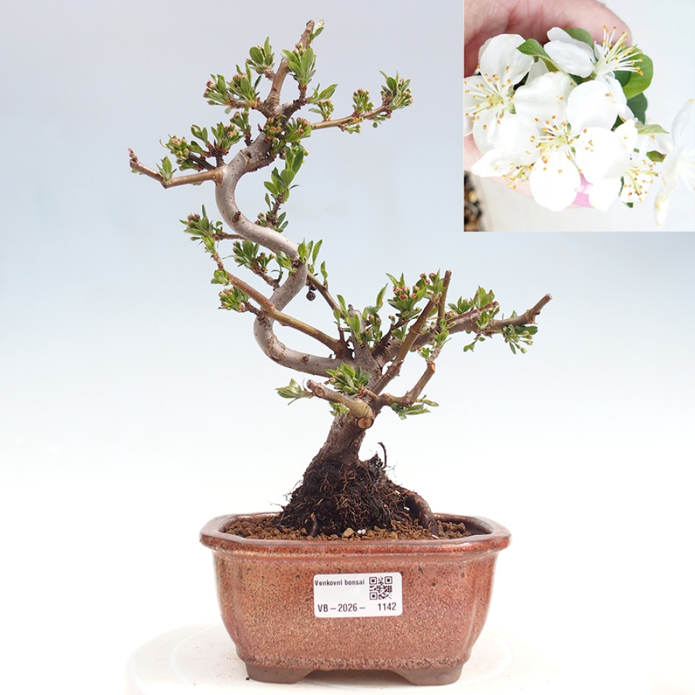Outdoor bonsai - Malus sargentii - Jabłoń drobnoowocowa