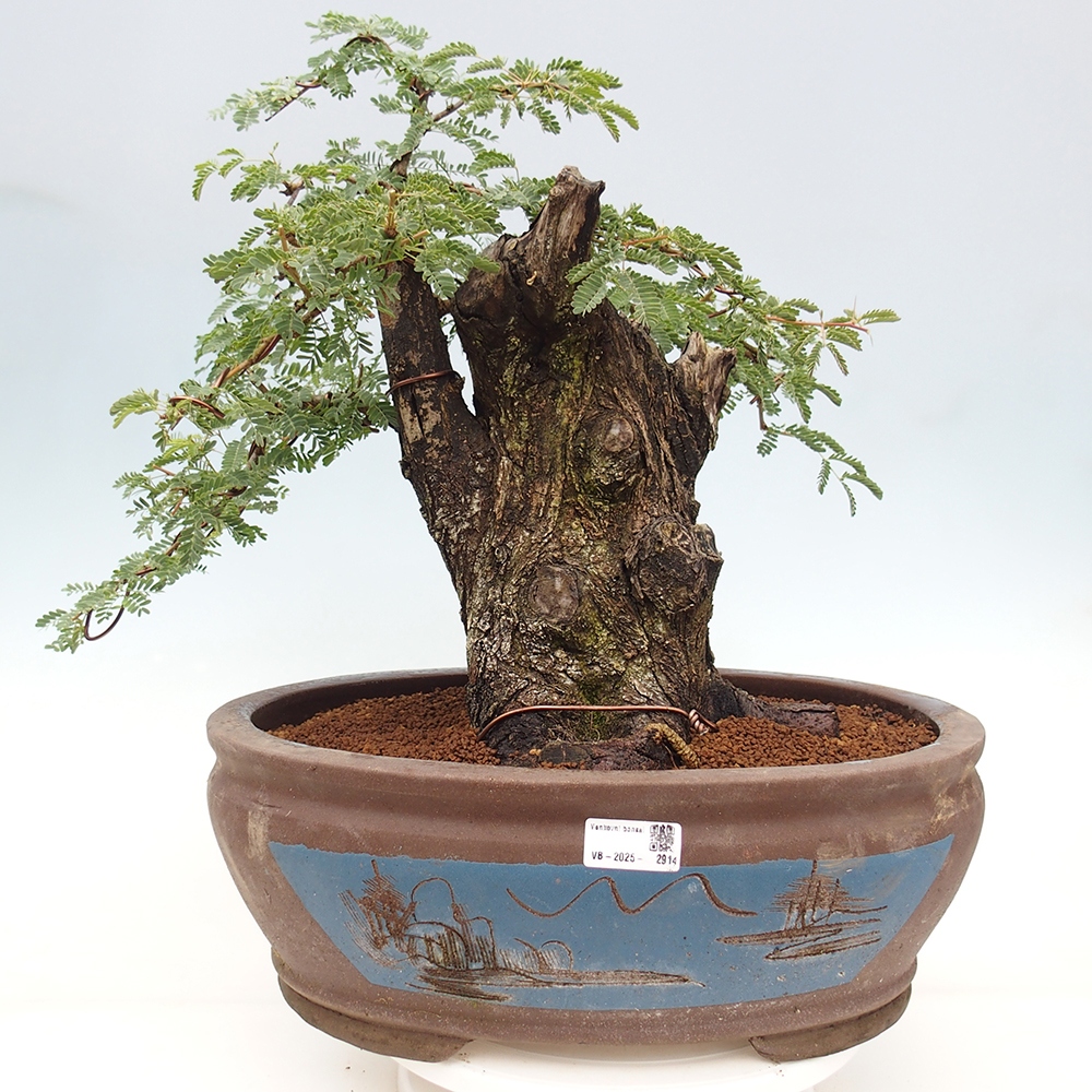 Bonsai do wnętrz - Akacia Arabica