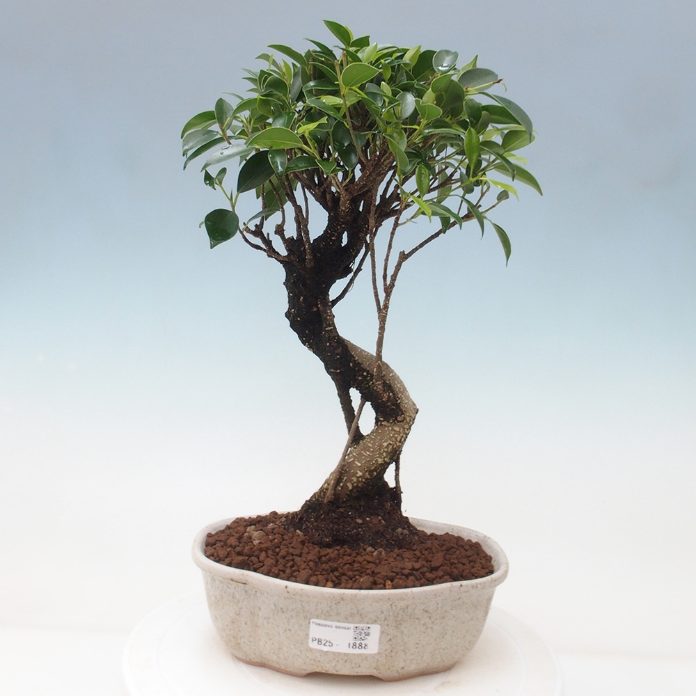 Kryty bonsai - Ficus retusa - figowiec drobnolistny