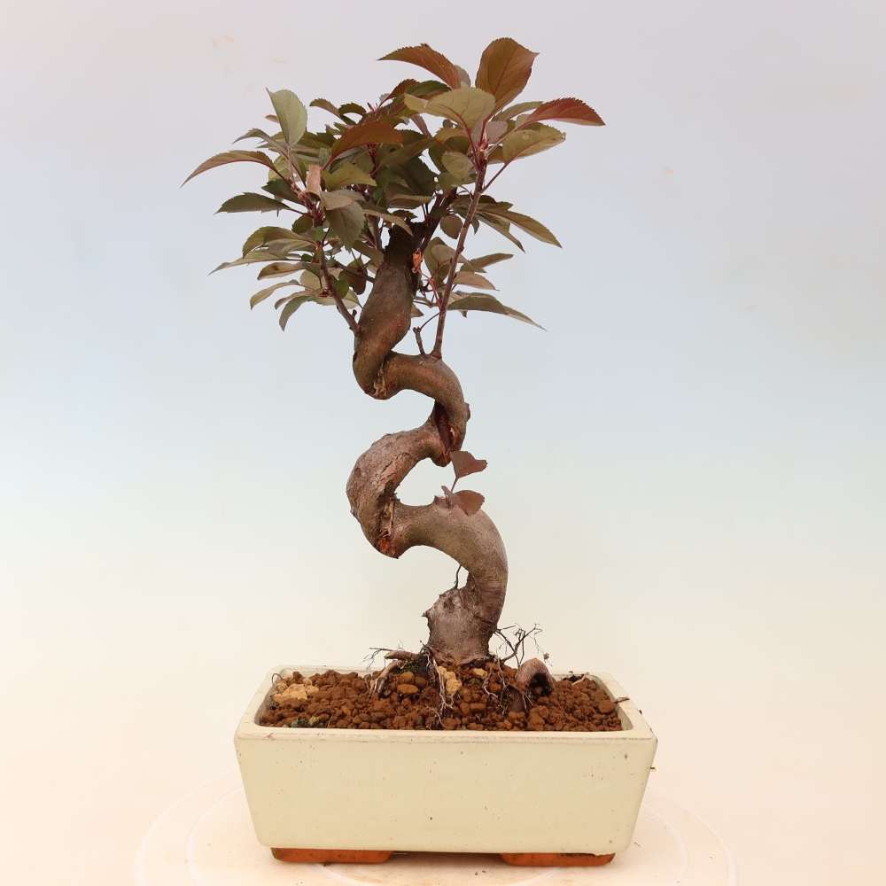 Outdoor bonsai - Malus domestica - Jabłoń czerwonolistna o małych owocach