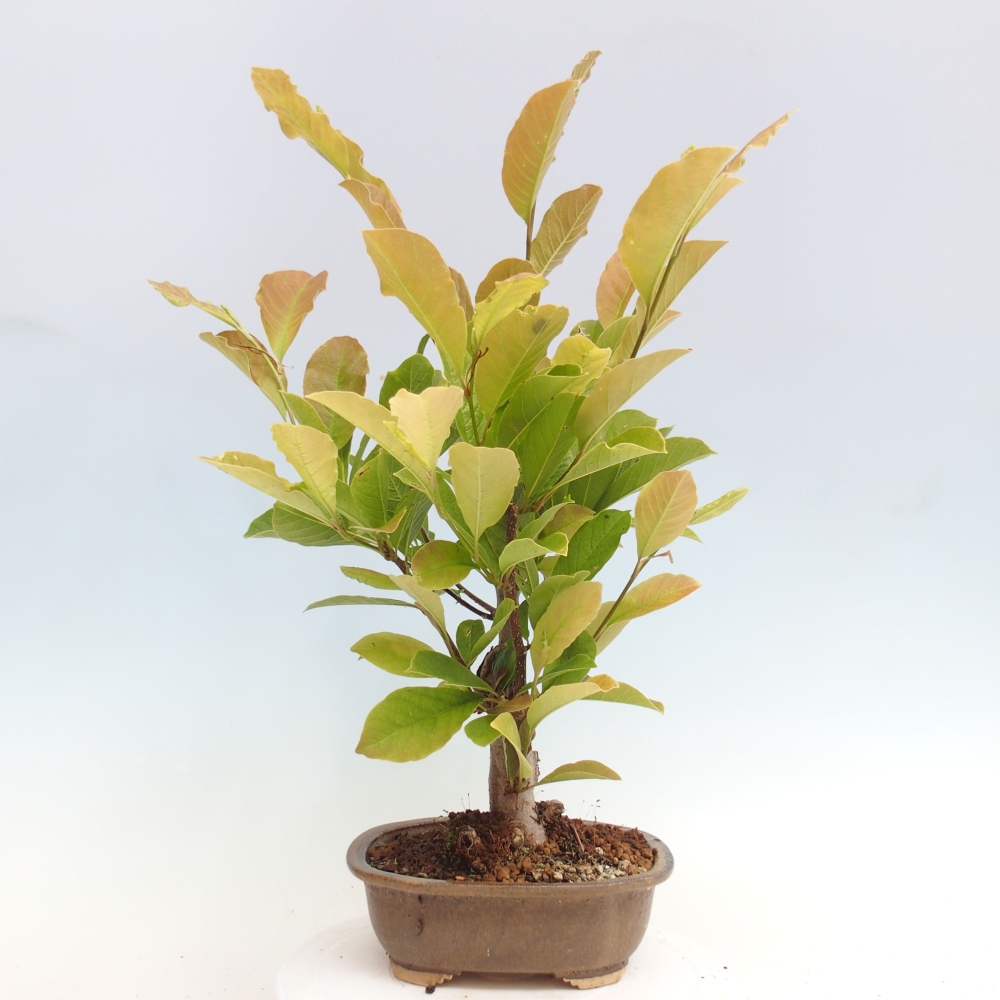 Bonsai zewnętrzne - Magnolia loebneri merrill - Magnolia