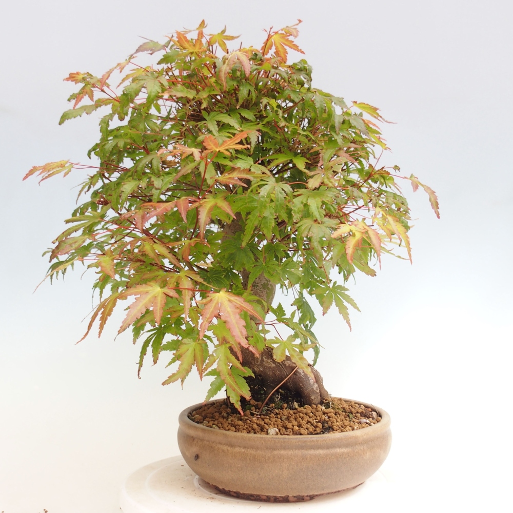 Outdoor bonsai - Klon - Acer palmatum