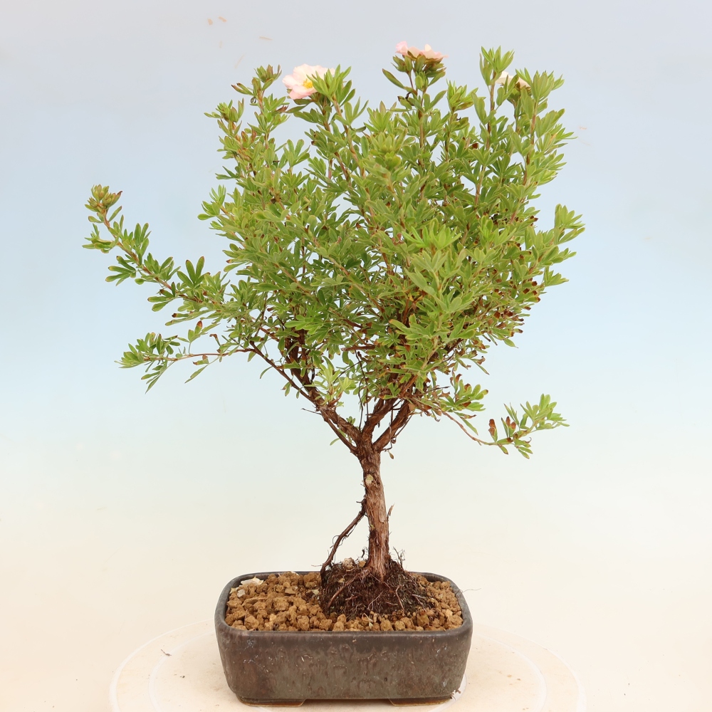 Bonsai ogrodowe – Potentilla fruticosa – Potentila fruticosa Bellissima