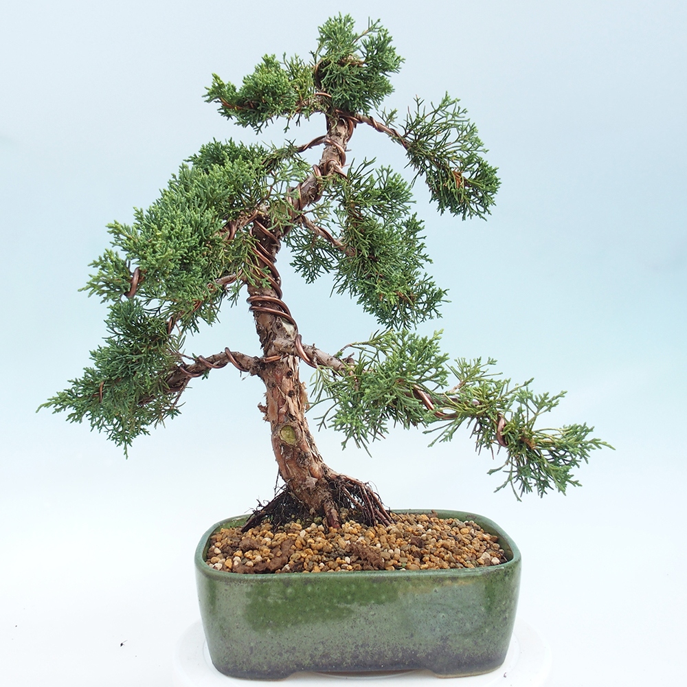 Outdoor bonsai - Juniperus chinensis Kishu - chiński jałowiec