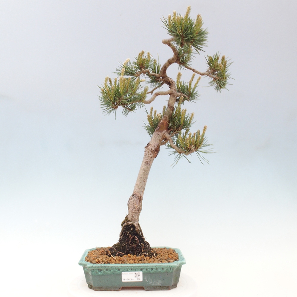 Outdoor bonsai - Pinus Sylvestris - sosna zwyczajna