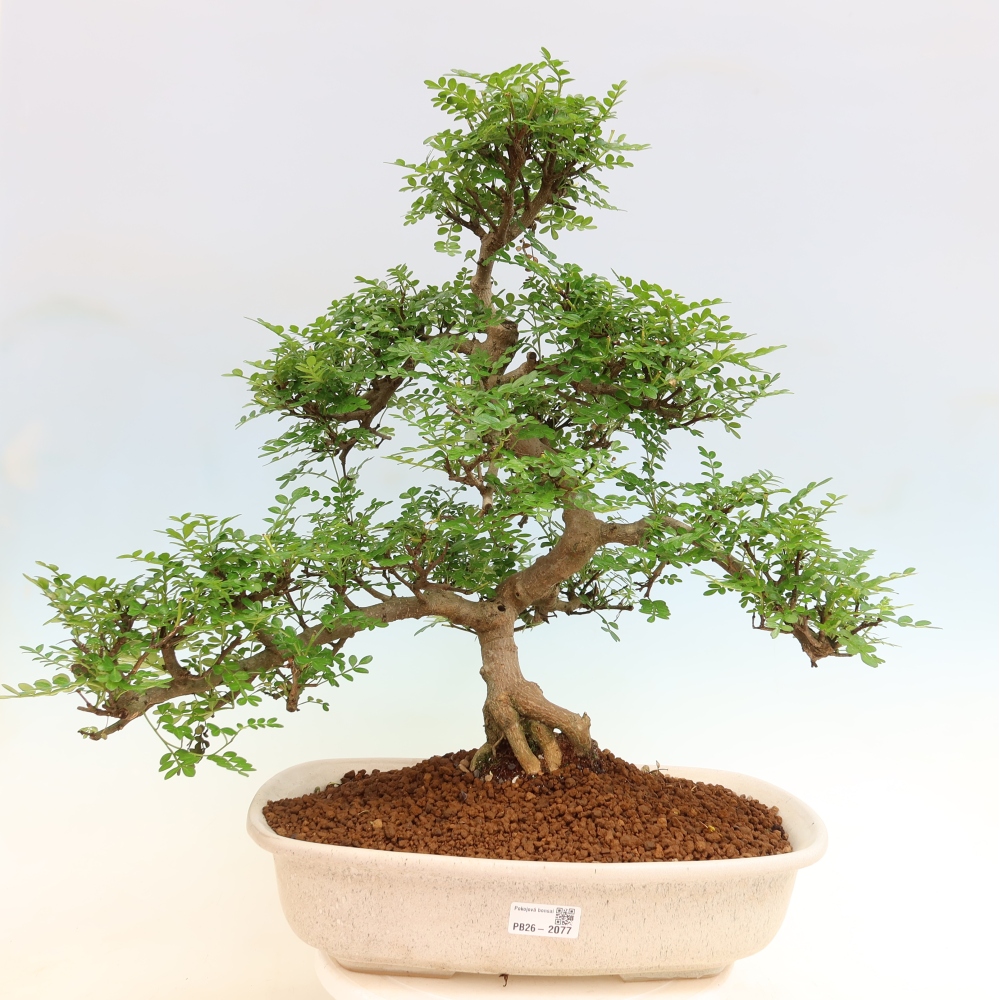 Pokój bonsai - Zantoxylum piperitum - drzewo pieprzowe