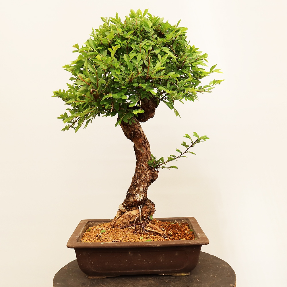 Bonsai na świeżym powietrzu - Zelkova - Zelkova NIRE