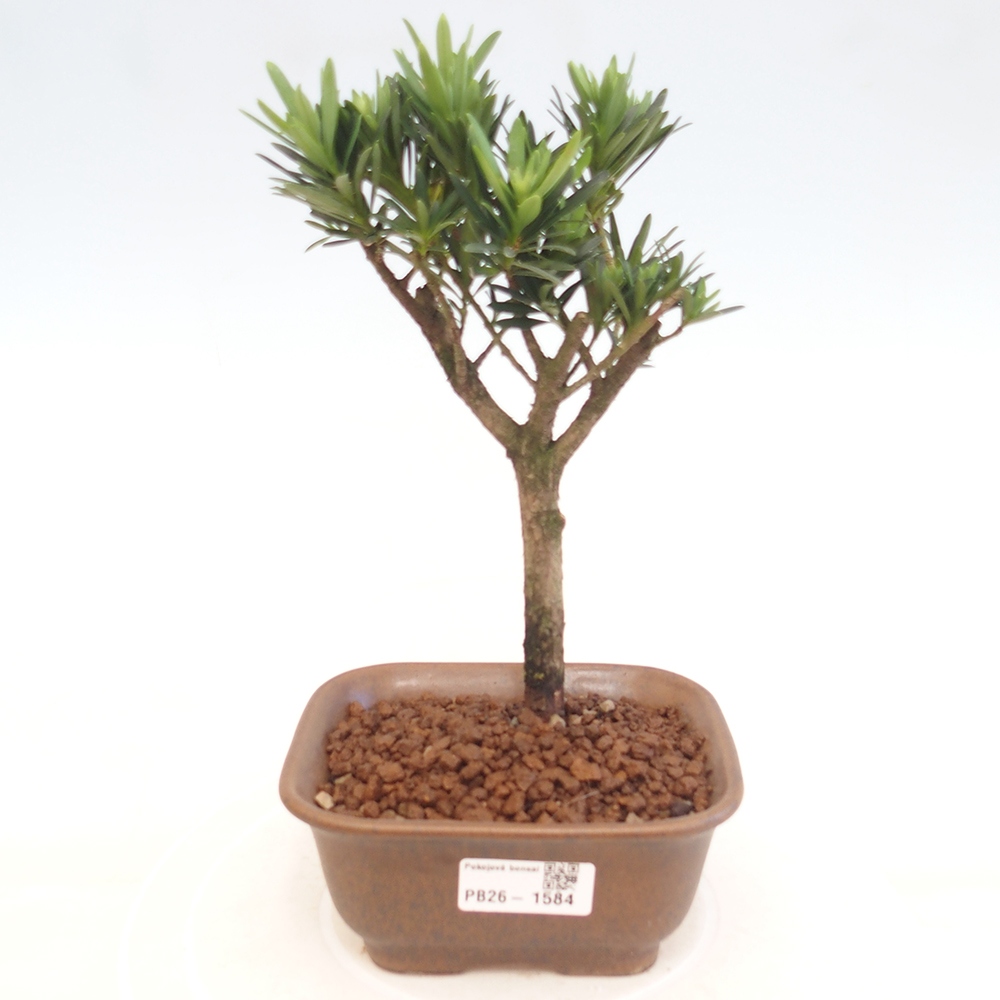 Pokój bonsai - Podocarpus - Kamienny cis