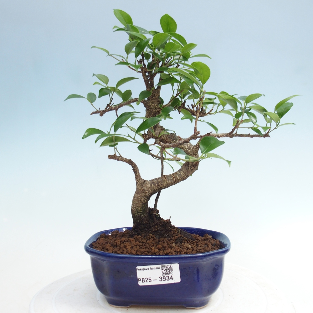 Pokój bonsai - Ficus retusa - figowiec drobnolistny