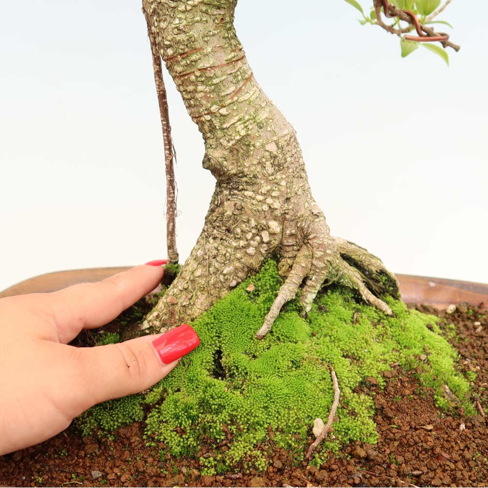 Pokój bonsai - Ficus kimmen - figowiec drobnolistny