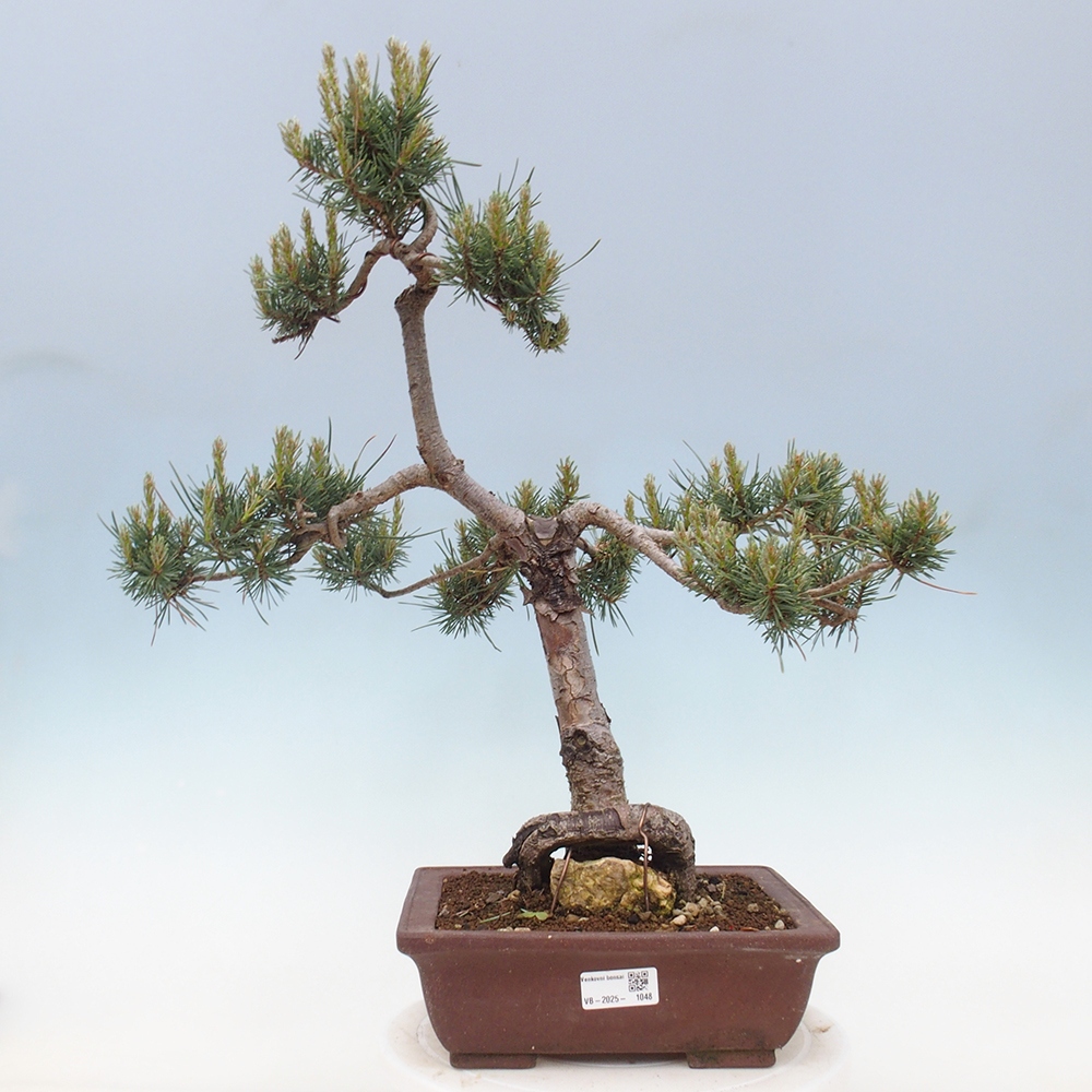 Outdoor bonsai - Pinus Sylvestris - sosna zwyczajna