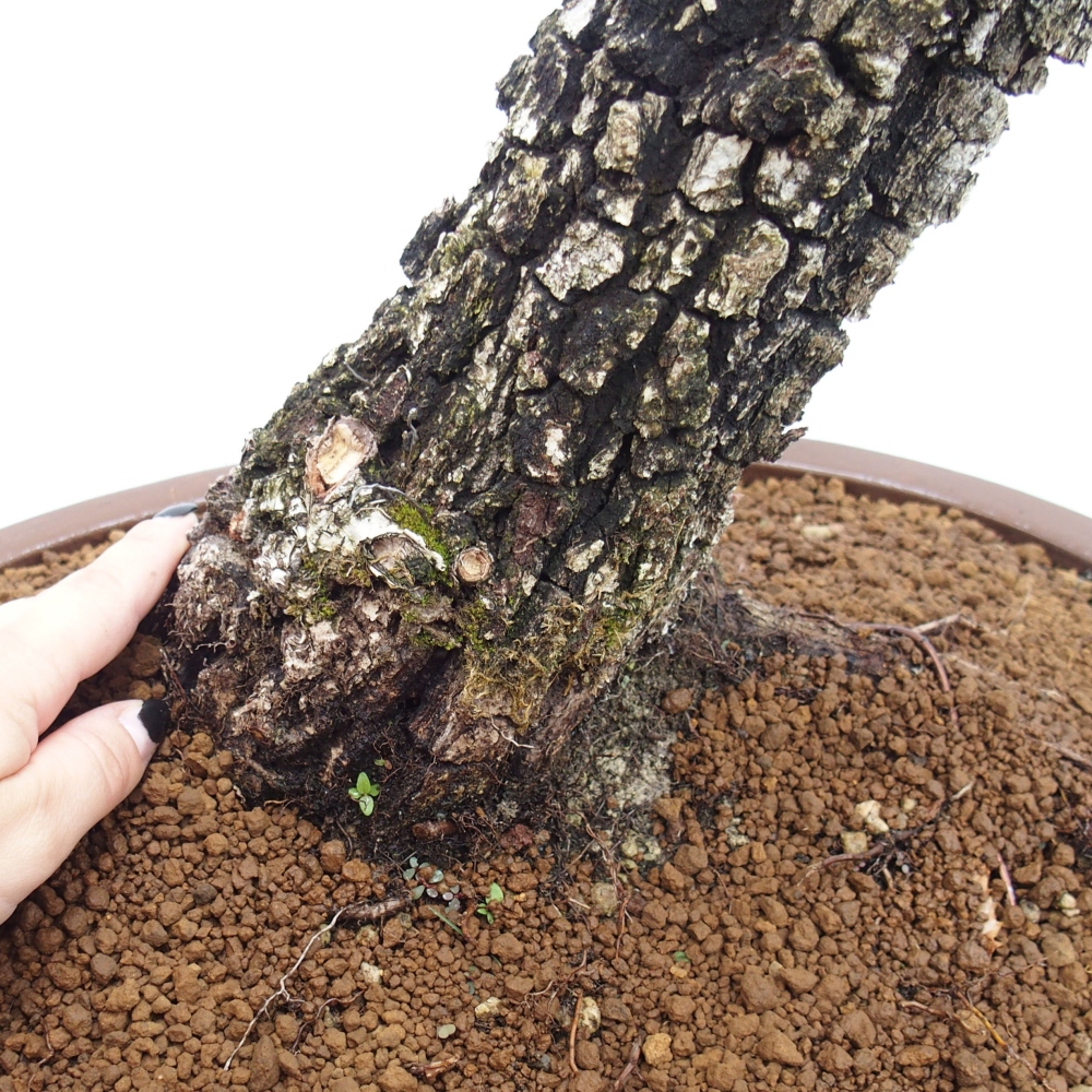 Yamadori - Quercus Ilex - Dąb ostrokrzewowy