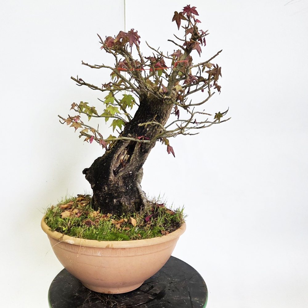 Bonsai outdoor - Ambrosia zachodnia - Liquidambar styraciflua