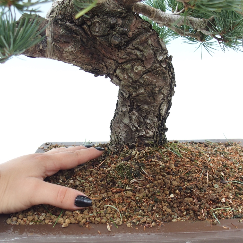 Outdoor bonsai - Pinus parviflora - Mała sosna