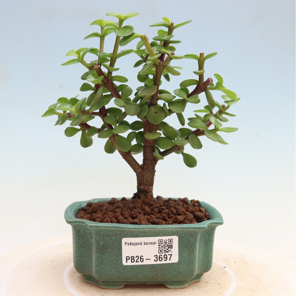 Pokój bonsai - Portulakaria Afra - Tlustice