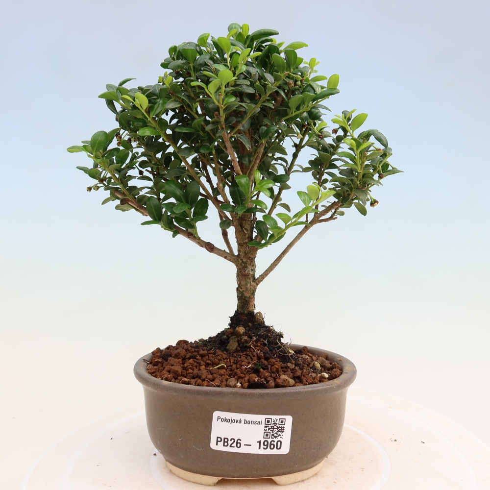 Pokój bonsai - Ilex crenata - Ostrokrzew