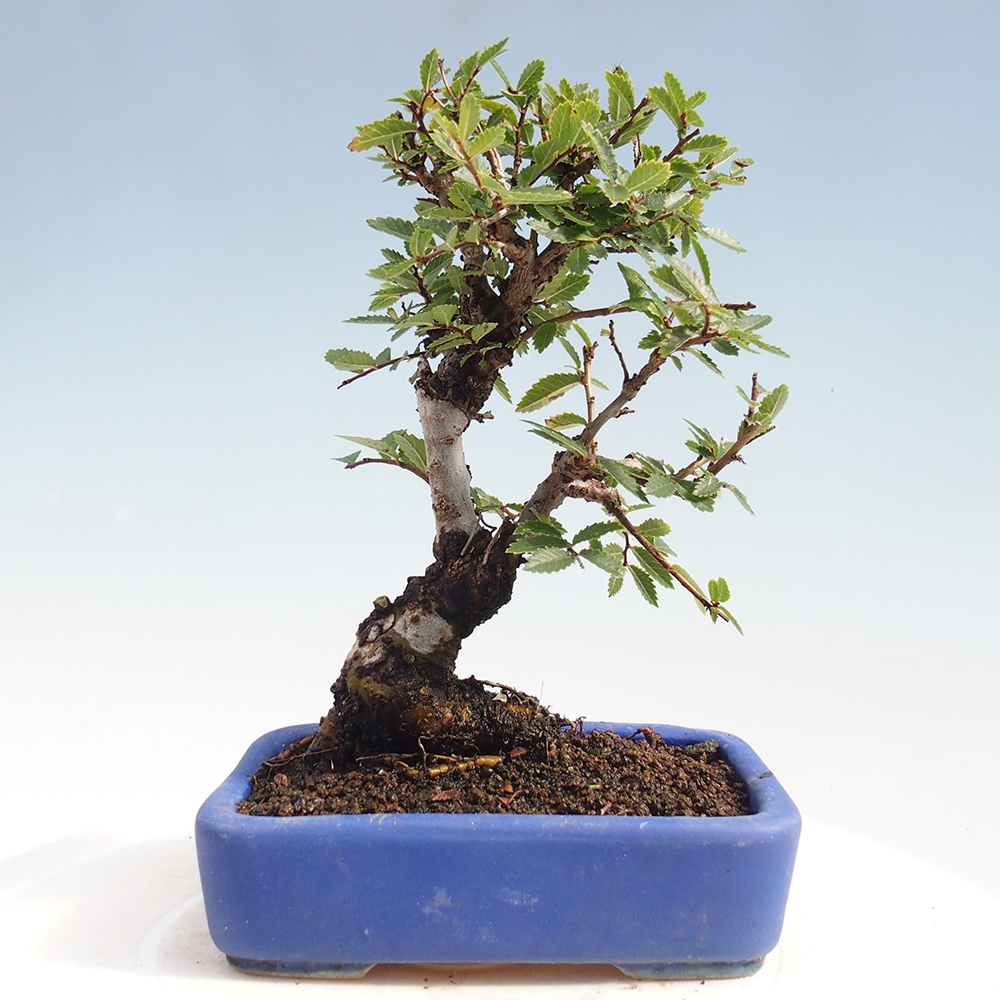 Outdoor bonsai - Zelkova - Zelkova NIRE