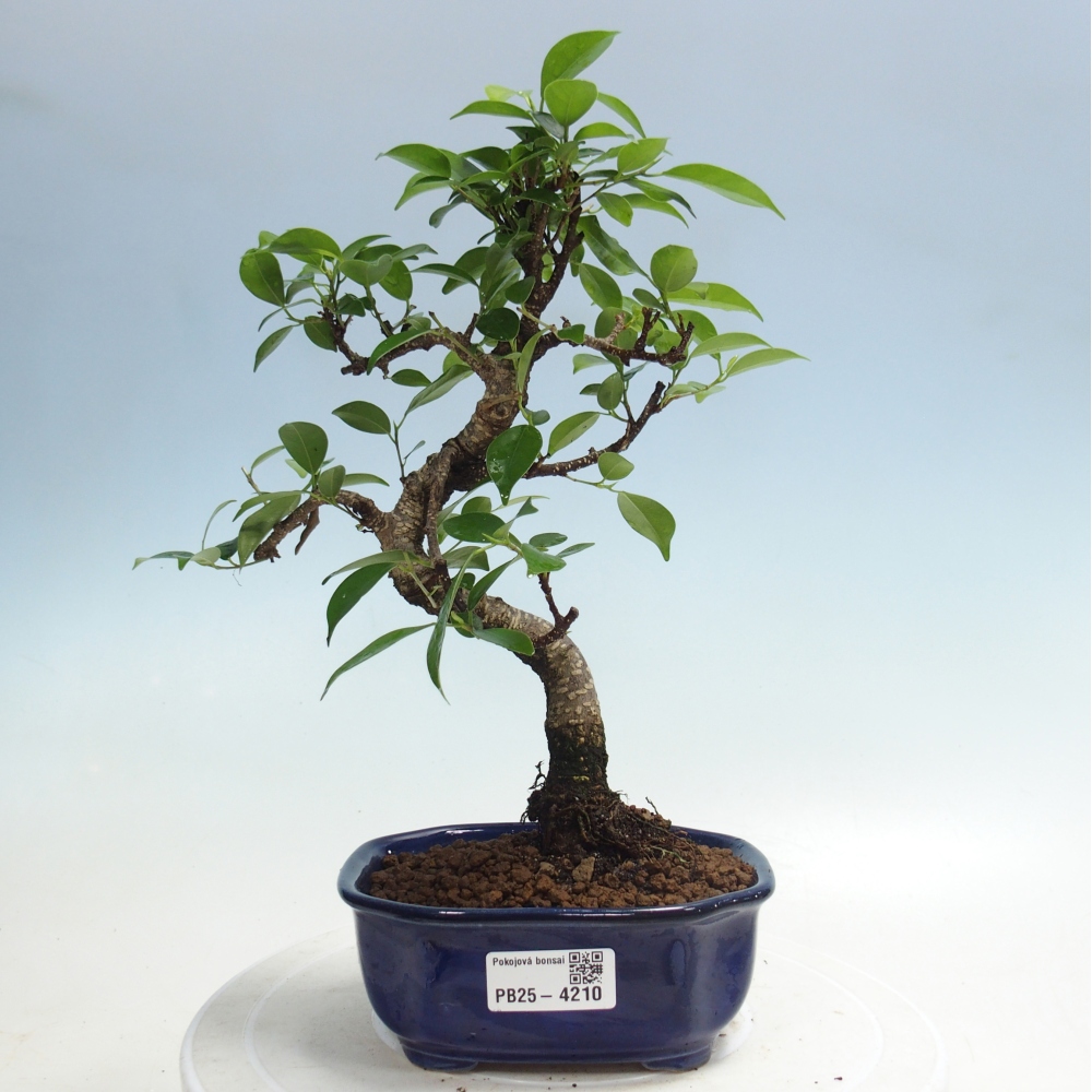 Pokój bonsai - Ficus retusa - figowiec drobnolistny