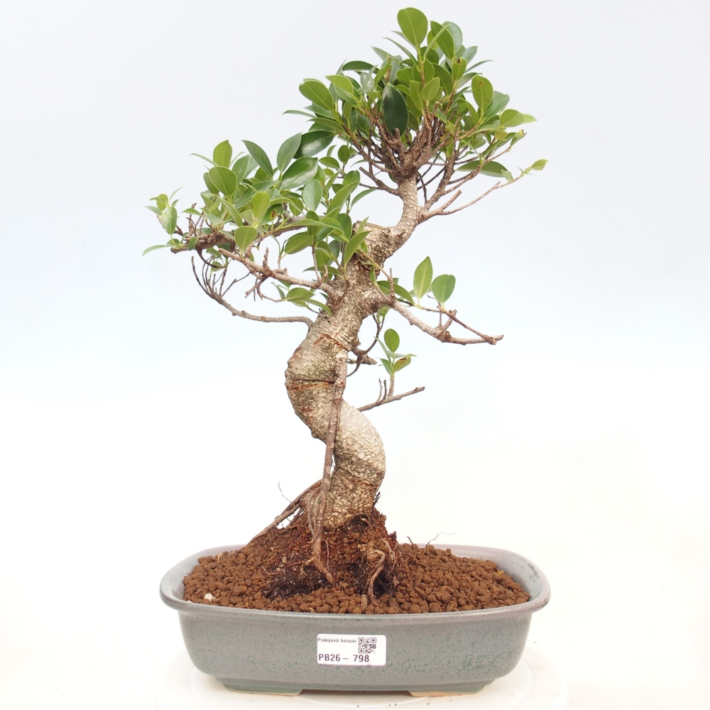 Pokój bonsai - Ficus kimmen - figowiec drobnolistny