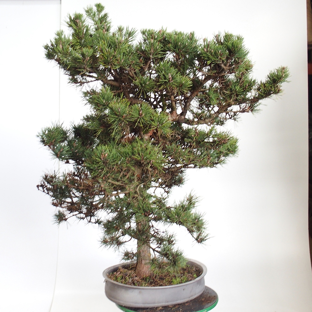 Yamadori - Pinus sylvestris Hiszpania