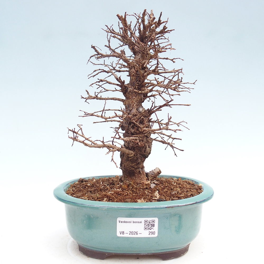 Bonsai zewnętrzne - Zelkova - Zelkova NIRE