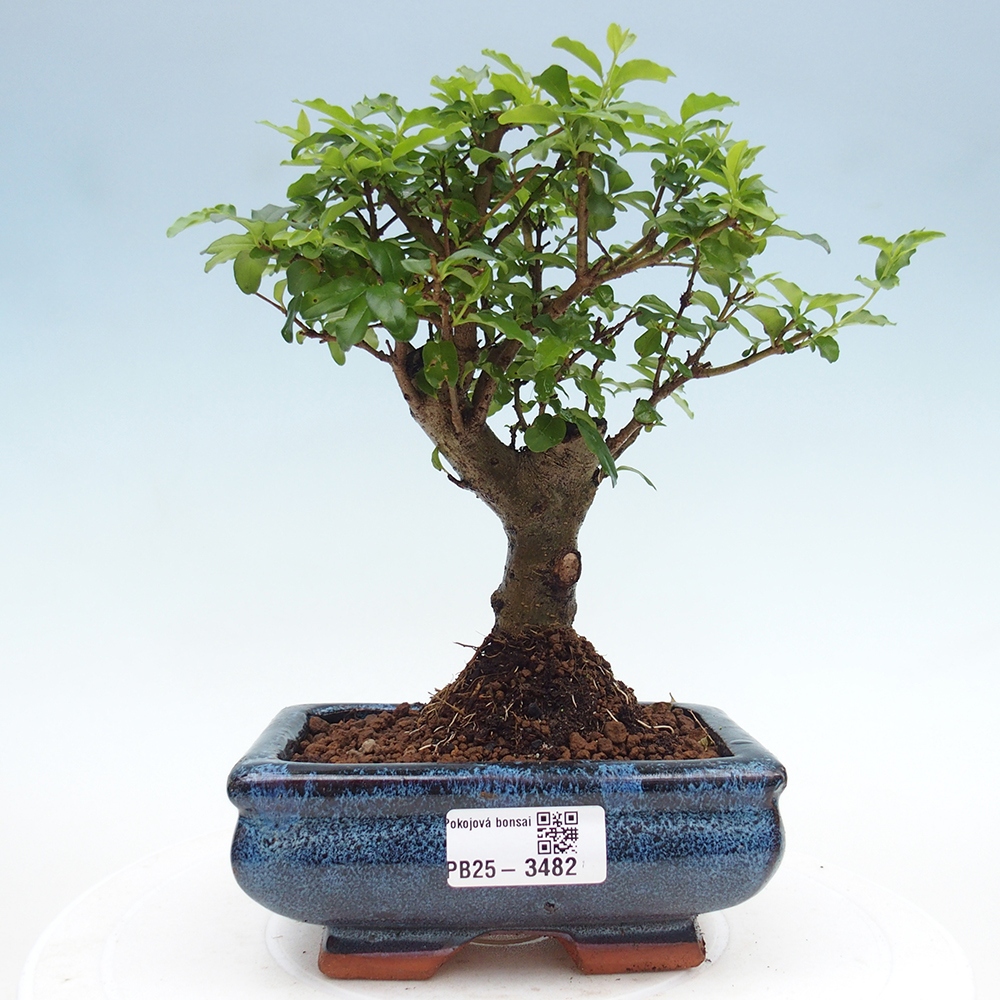 Pokój bonsai - Ligustrum chinensis - Dziób ptaka