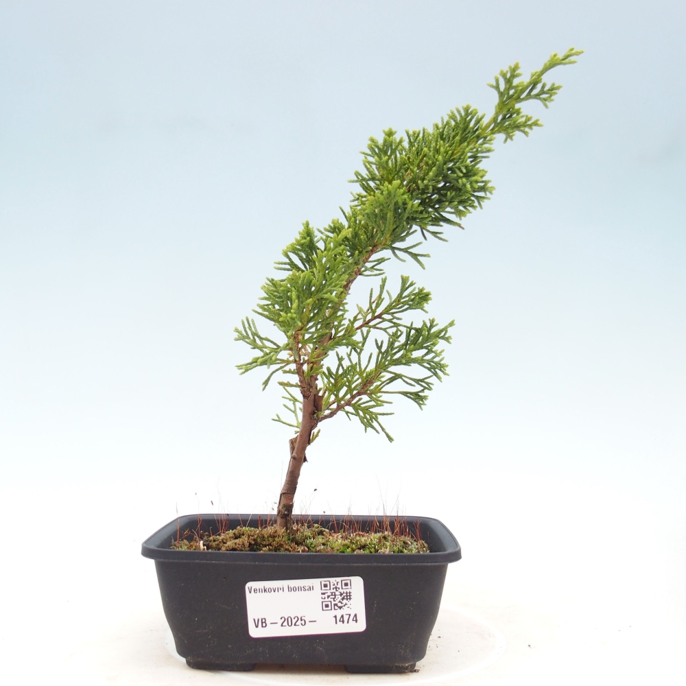 Outdoor bonsai - Juniperus chinensis Itoigawa - Jałowiec chiński